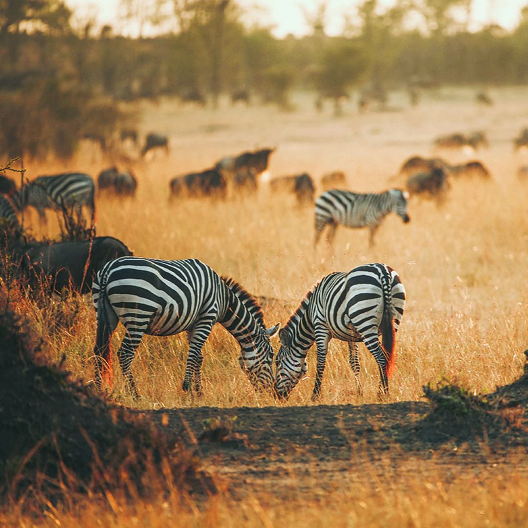 migration safari in kenya
